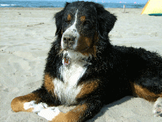 Panierter (Bateau) Berner